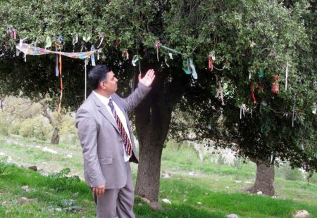 Vatandaş palamut ağacını dilek ağacına çevirince müftü uyardı