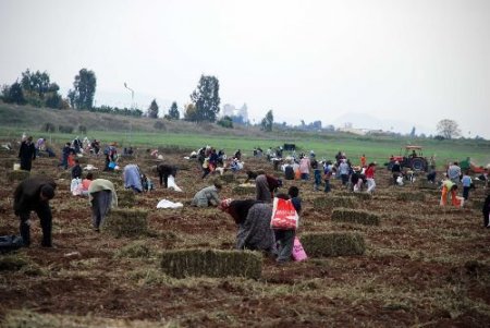 Vatandaşlar, Hasat Yapılan Fıstık Tarlasından Kalanlara Hücum Etti