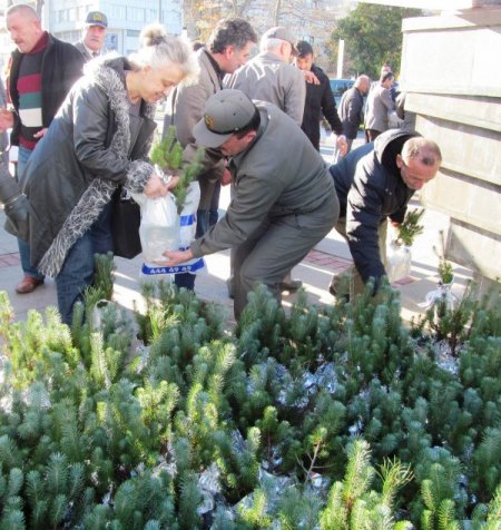 Vatandaşlara ücretsiz çam ağacı fidanı dağıtıldı