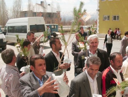 Velilere, Çam Ağacı Sürprizi