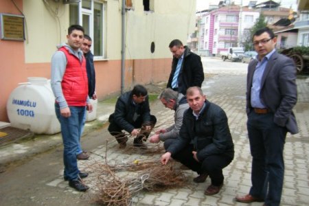 Vezirköprü'de 20 bin üzüm fidanı toprakla buluştu