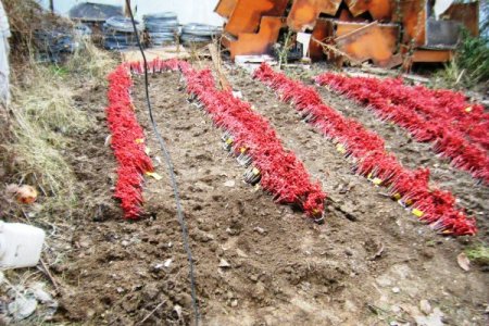 Vezirköprü'de 20 bin üzüm fidanı toprakla buluştu