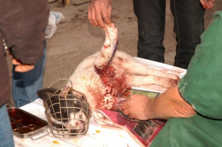 Vicdanlı vatandaş, minibüsün çarptığı köpeği ameliyat ettirdi