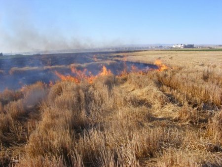 Viranşehir’de Buğday Ekili Tarla Kül Oldu
