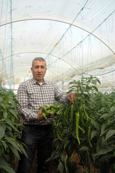 Virüse ve kök hastalıklarına dayanıklı biber tohumu çiftçinin umudu oldu