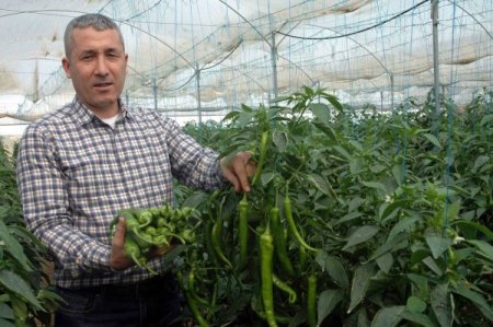 Virüse ve kök hastalıklarına dayanıklı biber tohumu çiftçinin umudu oldu