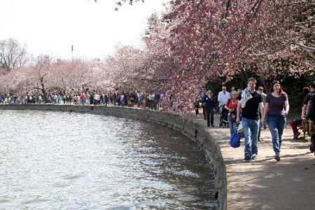 Washington’ın simgesi kiraz ağaçları çiçek açtı