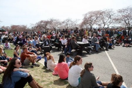 Washington’ın simgesi kiraz ağaçları çiçek açtı