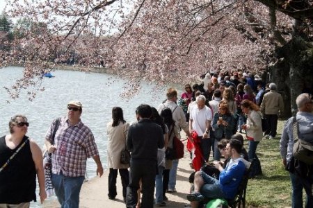 Washington’ın simgesi kiraz ağaçları çiçek açtı