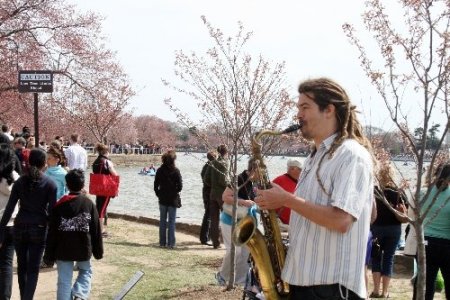 Washington’ın simgesi kiraz ağaçları çiçek açtı