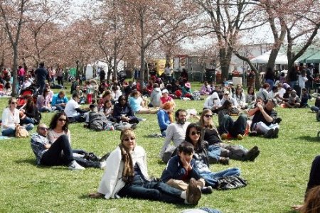 Washington’ın simgesi kiraz ağaçları çiçek açtı