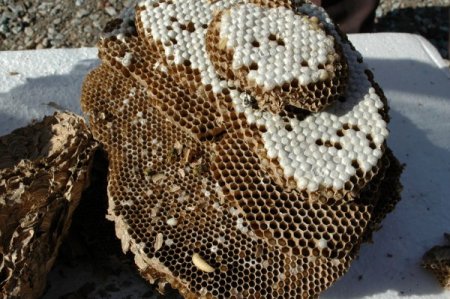 Yaban arıların 10 katlı yuvası ilgi odağı oldu