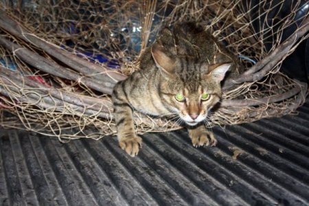 Yaban Kedisi Balıkçıların Ağına Takılınca İlk Kez Yakından Fotoğraflandı