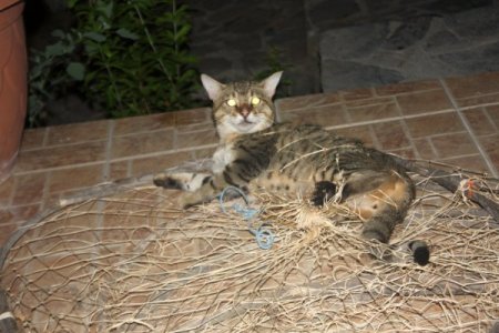 Yaban Kedisi Balıkçıların Ağına Takılınca İlk Kez Yakından Fotoğraflandı