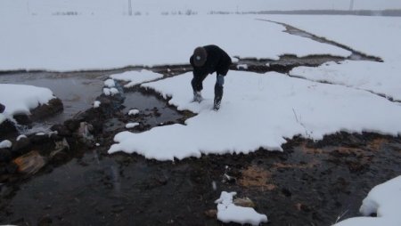 Yabani Hayvanlar, Bırakılan Yemlerle Korunuyor