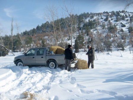 Yabani Hayvanlar İçin Açık Alanlara Yem Bırakıldı
