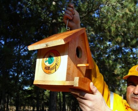 Yabani kuşların yuvasını devlet yapıyor