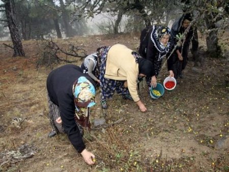 Yabani Meyveler, Köylü Kadınların Geçim Kaynağı Oldu