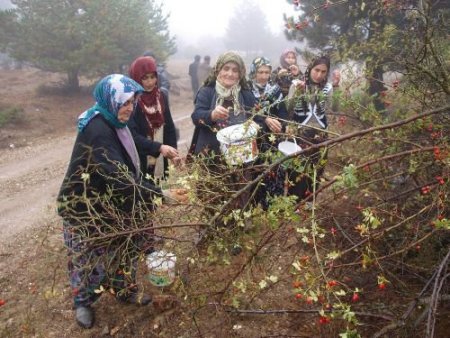 Yabani Meyveler, Köylü Kadınların Geçim Kaynağı Oldu