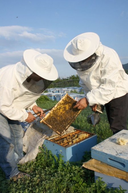 Yağışlar, Orman Gülü Balı Üretimini Düşürdü