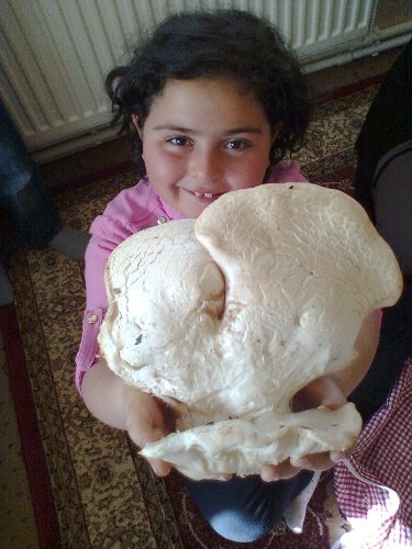 Yağışlar mantarcıların yüzünü güldürdü