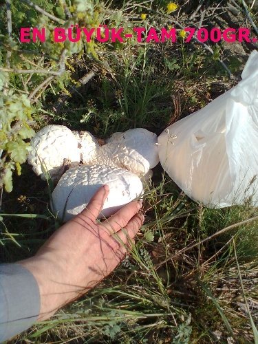 Yağışlar mantarcıların yüzünü güldürdü