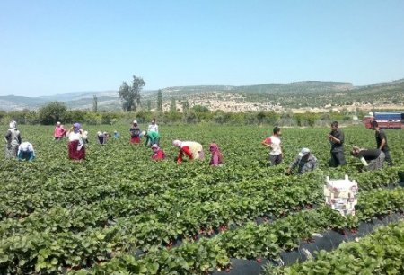 Yağmur nedeniyle düşen çilek kalitesi, normale döndü
