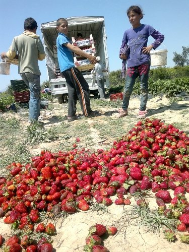 Yağmur nedeniyle düşen çilek kalitesi, normale döndü