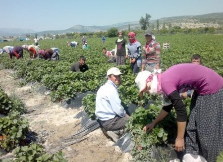 Yağmur nedeniyle düşen çilek kalitesi, normale döndü