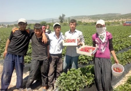 Yağmur nedeniyle düşen çilek kalitesi, normale döndü