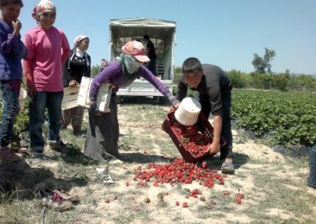 Yağmur nedeniyle düşen çilek kalitesi, normale döndü
