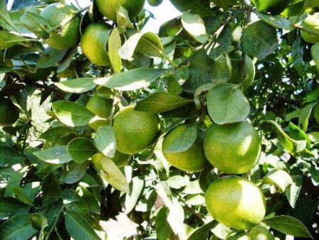 Yağmur Yağdı, Üretici Bayram Etti