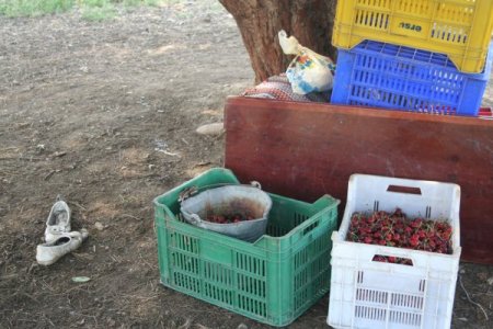 Yağmurda Ağaç Altında Telefonla Konuşurken Yıldırım Çarptı