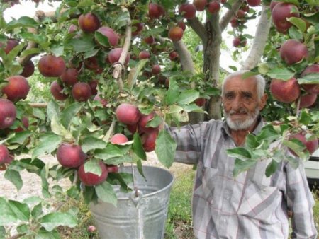 Yahyalı'da elma toplama mevsimi başladı