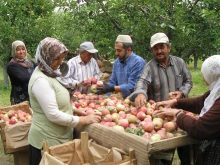 Yahyalı'da elma toplama mevsimi başladı