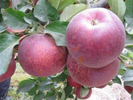 Yahyalı'da elma toplama mevsimi başladı