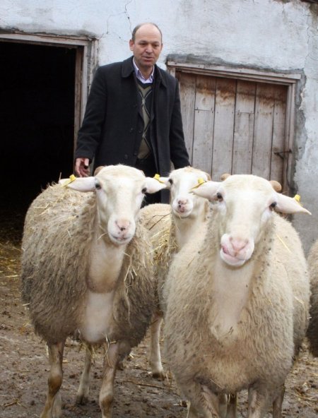 Yalova Kıvırcık Koyunu Tescillendi, Destek 65 Tl'ye Çıktı