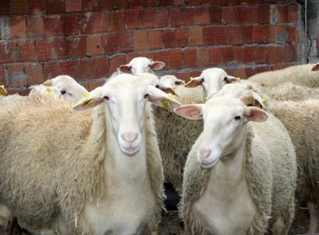 Yalova Kıvırcık Koyunu Tescillendi, Destek 65 Tl'ye Çıktı