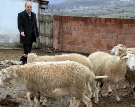 Yalova Kıvırcık Koyunu Tescillendi, Destek 65 Tl'ye Çıktı
