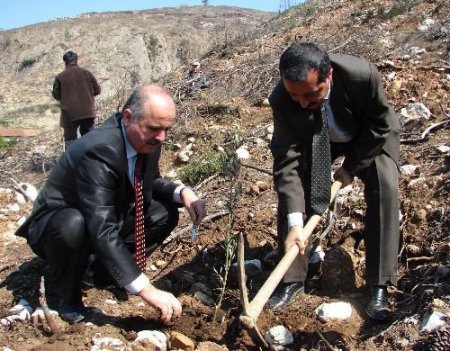 Yanan Orman Alanlarının Tamamı Şubat Ayında Yeşillendirilecek