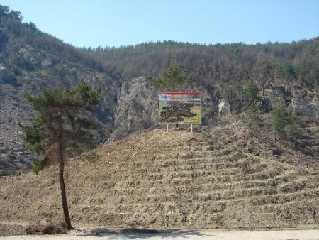 Yangın sonrası 10 bin hektar alana dikilen fidanların bakımı yapıldı