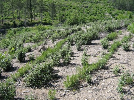 Yangına karşı 'dirençli ormanlar' kurulacak