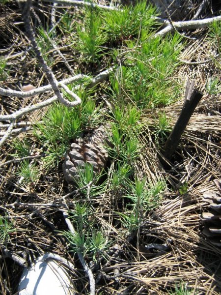 Yangına karşı 'dirençli ormanlar' kurulacak