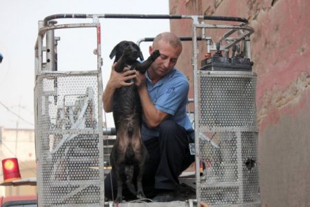 Yangına terasta bağlı olarak yakalanan 'Karabaş' isimli köpek sağ kurtuldu