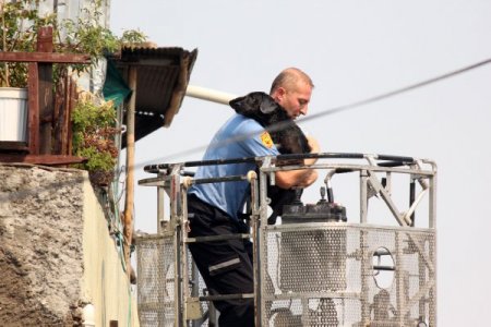 Yangına terasta bağlı olarak yakalanan 'Karabaş' isimli köpek sağ kurtuldu