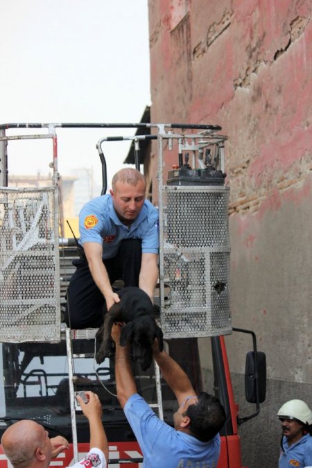 Yangına terasta bağlı olarak yakalanan 'Karabaş' isimli köpek sağ kurtuldu