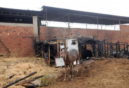 Yangında öldü sanılan at, ayağa kalkıp yürüdü