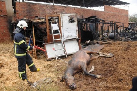 Yangında öldü sanılan at, ayağa kalkıp yürüdü