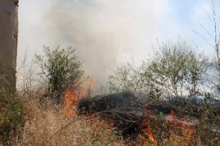 Yangında yavru kediler telef oldu