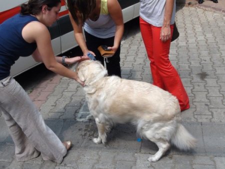 Yangından Kurtarılan Marin İsimli Köpek, Sahibine Sevinç Gözyaşları Döktürdü